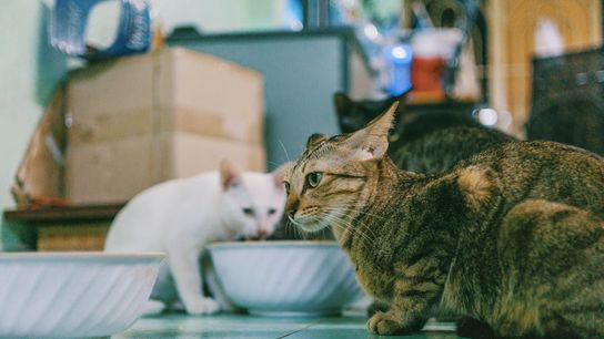 Moving to California? What Every Cat Owner Needs to Know About the State’s Declawing Ban