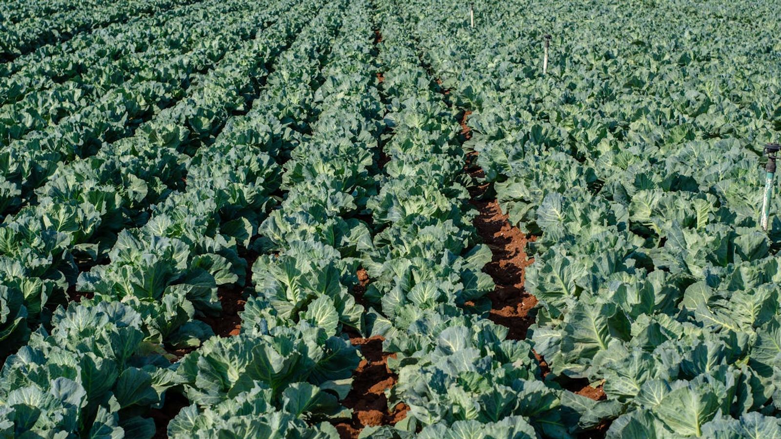 California’s Cabbage Industry: What New Businesses Moving to California Should Know (Doing Business in California )