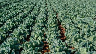 California’s Cabbage Industry: What New Businesses Moving to California Should Know (Doing Business in California )