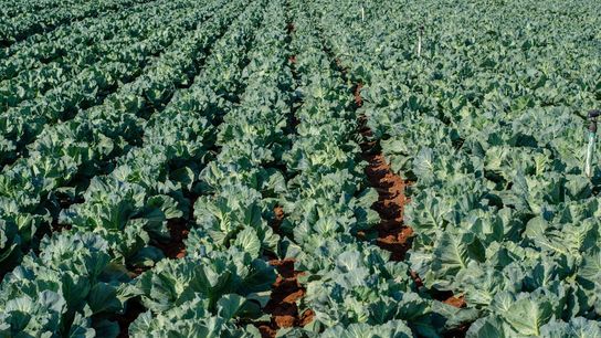 California’s Cabbage Industry: What New Businesses Moving to California Should Know (Doing Business in California )