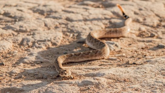 What Newcomers to California Should Know About the State’s Native Snakes