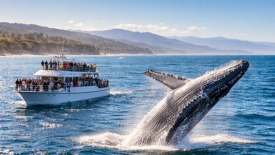 Whale Watching in California: A Must-Do Experience for Newcomers